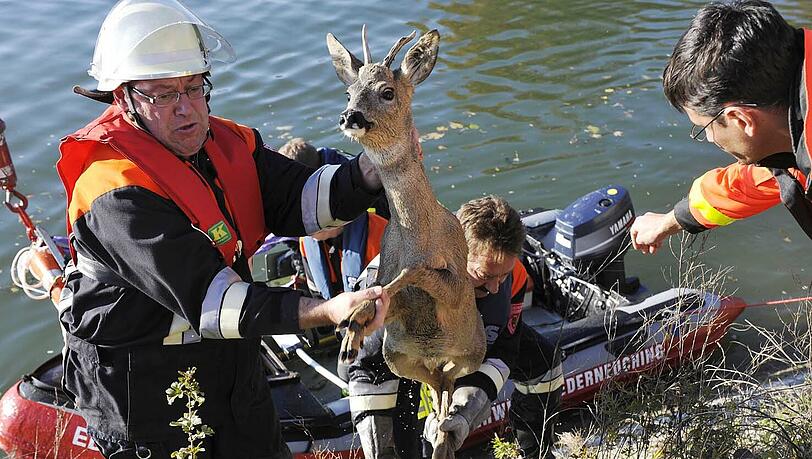 Ein Reh in Seenot - die Feuerwehr retteten das Tier aus dem Mittleren Isarkanal. Ein Reh in Seenot - die Feuerwehr retteten das Tier aus dem Mittleren Isarkanal.