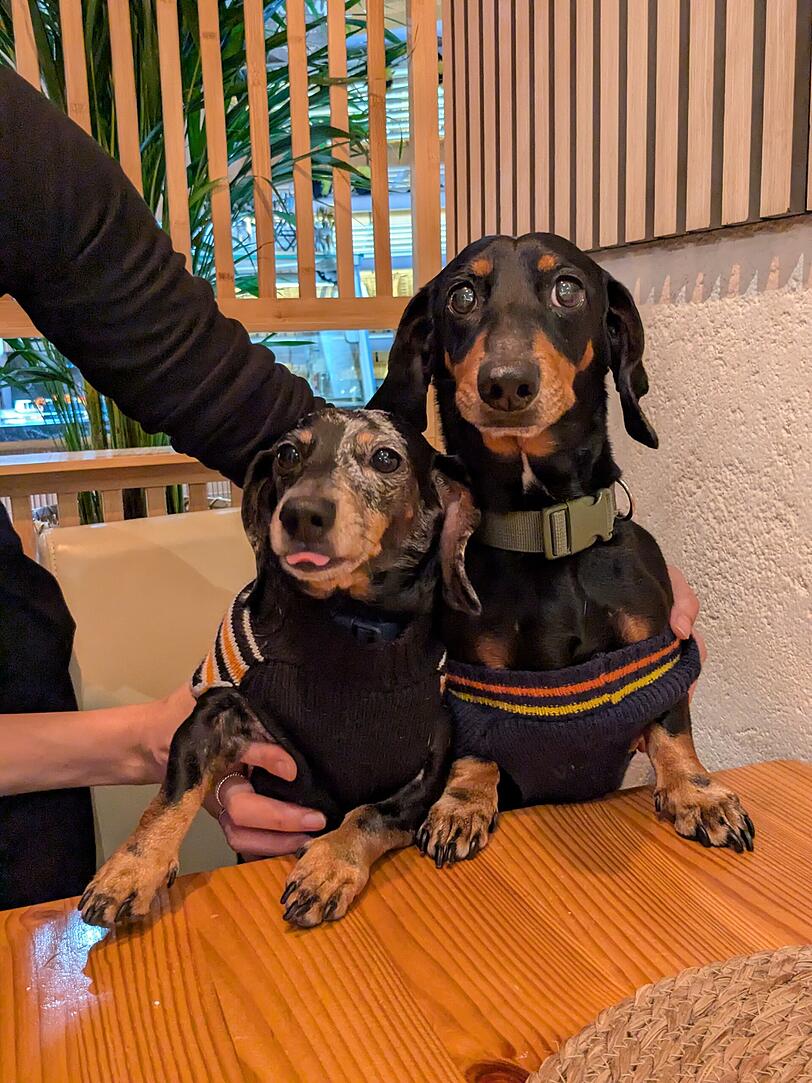 Die Namensgeber Momo und Nana - das Café will ausdrücklich hundefreundlich sein. Die Namensgeber Momo und Nana - das Café will ausdrücklich hundefreundlich sein.