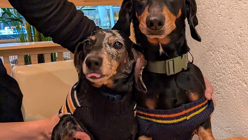 Die Namensgeber Momo und Nana - das Café will ausdrücklich hundefreundlich sein. Die Namensgeber Momo und Nana - das Café will ausdrücklich hundefreundlich sein.