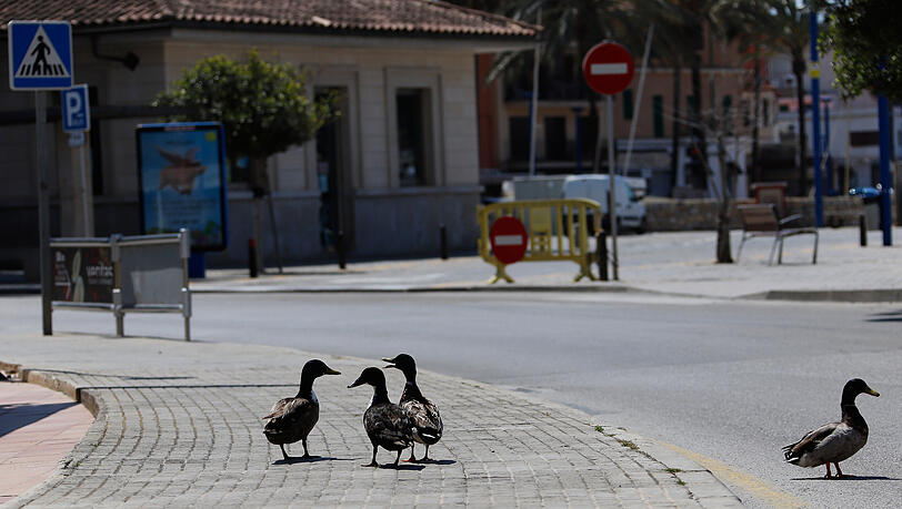 Eine Gruppe Enten hat im Landkreis Erding einen folgenschweren Verkehrsunfall ausgelöst. (Symbolbild)
