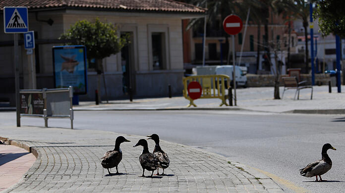 Eine Gruppe Enten hat im Landkreis Erding einen folgenschweren Verkehrsunfall ausgelöst. (Symbolbild)