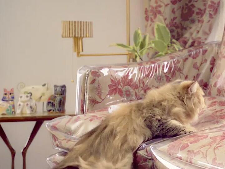 Vergebliche Mühe: Im Spießer-Haushalt haben Katzen nichts auf dem Sofa verloren
