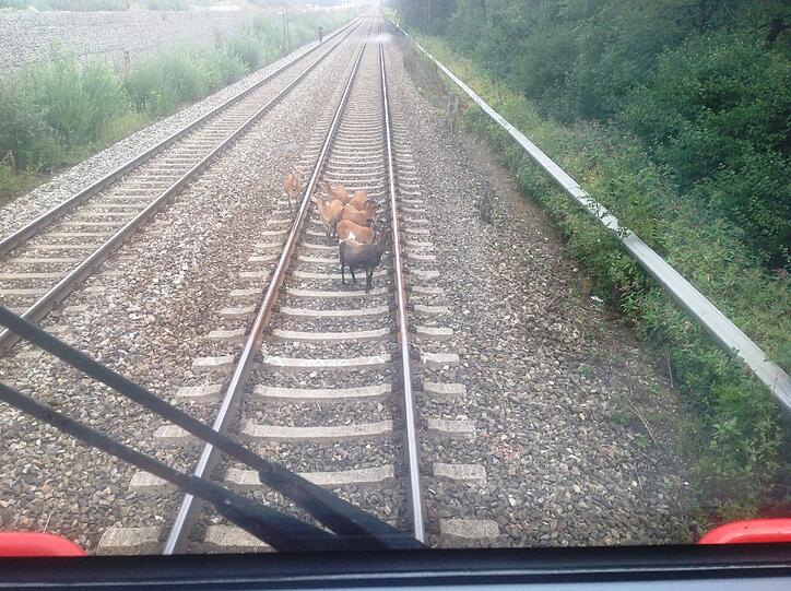 Entflohene Kamerunschafe legten den Zugverkehr lahm.