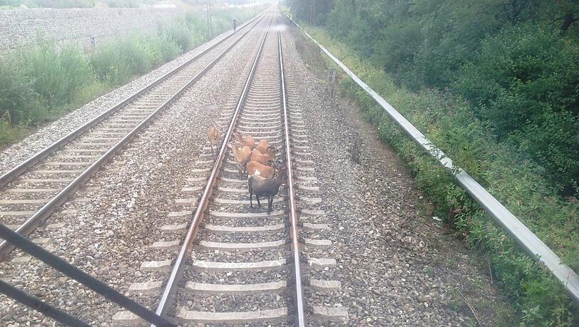 Entflohene Kamerunschafe legten den Zugverkehr lahm. Entflohene Kamerunschafe legten den Zugverkehr lahm.