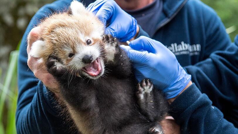 Hier wird das neue Jungtier des Tierparks Hellabrunn erstmals tierärztlich untersucht.