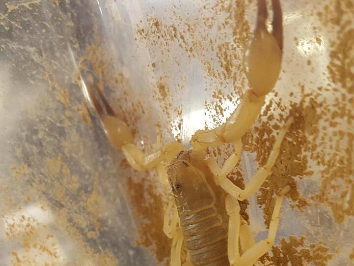 Ein Skorpion krabbelt in einem Terrarium der Auffangstation für Reptilien. Foto: Auffangstation für Reptilien, München e.V/dpa
