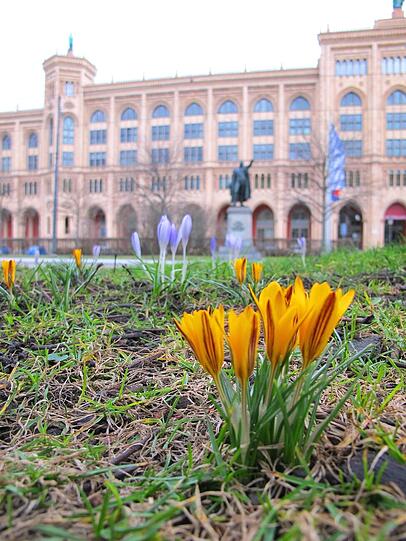 Krokusse an der Maximilianstraße bringen Frühlingsgefühle ins Viertel.