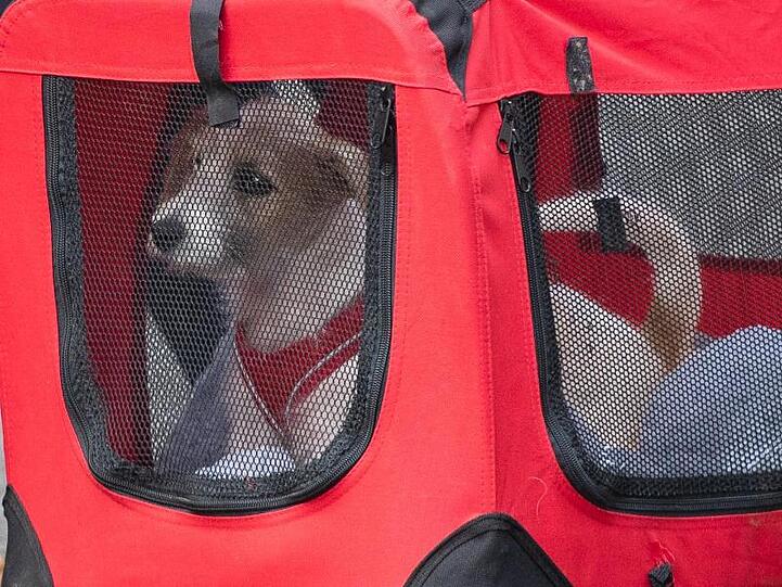 Ein kleiner Hund auf dem Weg in sein neues Zuhause.