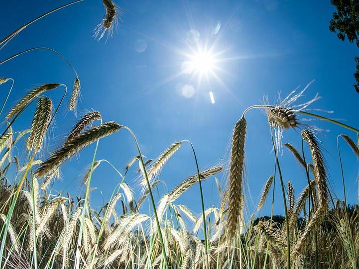 Die Sonne scheint auf ein Kornfeld. Foto: Christophe Gateau
