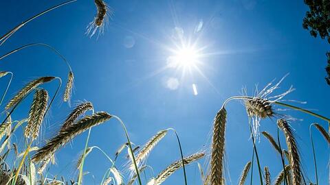 Die Sonne scheint auf ein Kornfeld. Foto: Christophe Gateau