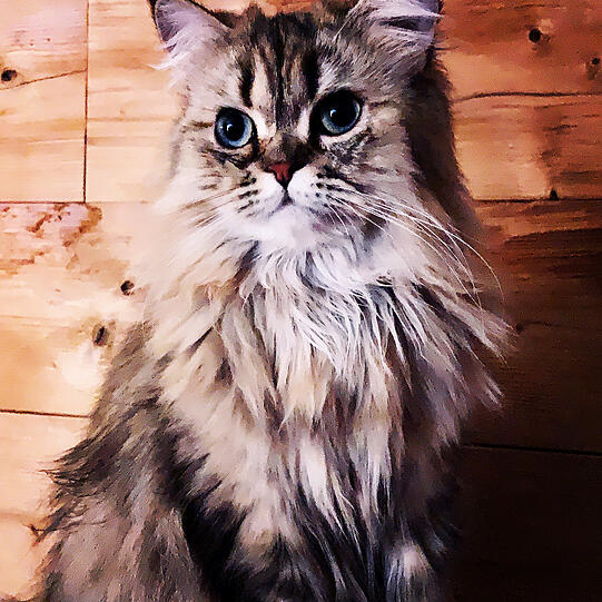Shiva