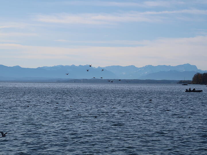 Ein häufiges Bild: Enten fliegen über das tiefblaue Wasser.