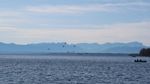Ein häufiges Bild: Enten fliegen über das tiefblaue Wasser.