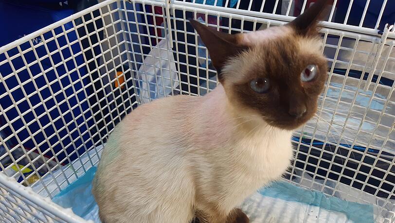 Die Katze  ist jetzt erst einmal im Tierheim München-Riem untergebracht.
