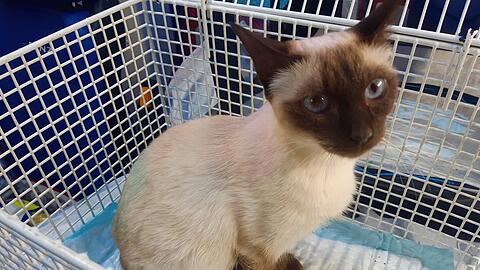 Die Katze  ist jetzt erst einmal im Tierheim München-Riem untergebracht.
