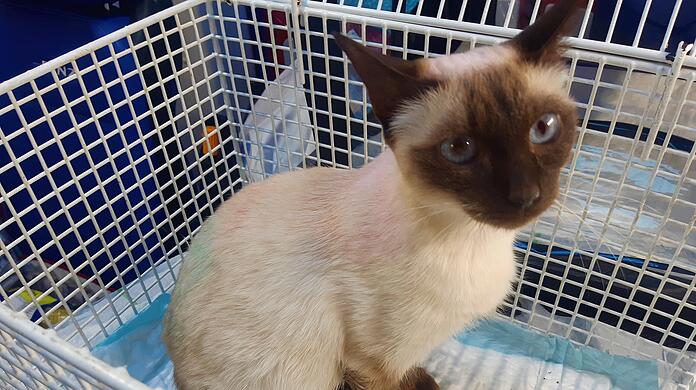 Die Katze  ist jetzt erst einmal im Tierheim München-Riem untergebracht.