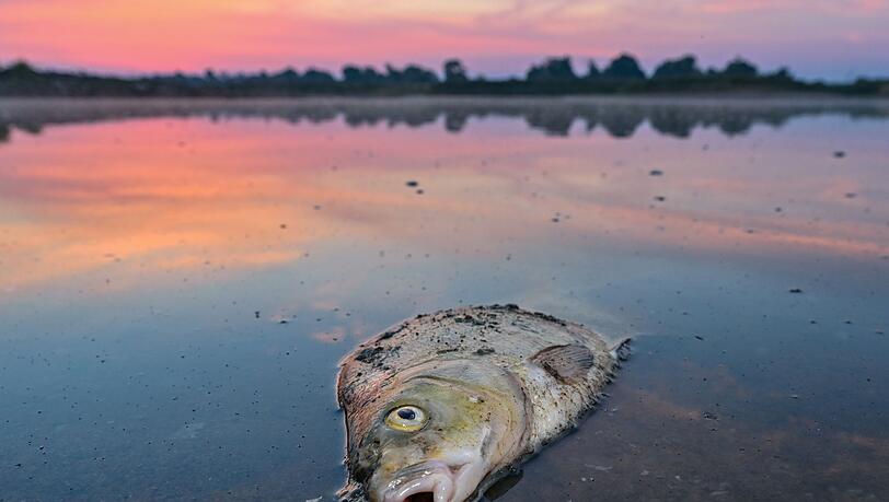 Im August verendeten mindestens 360 Tonnen Fische in der Oder.