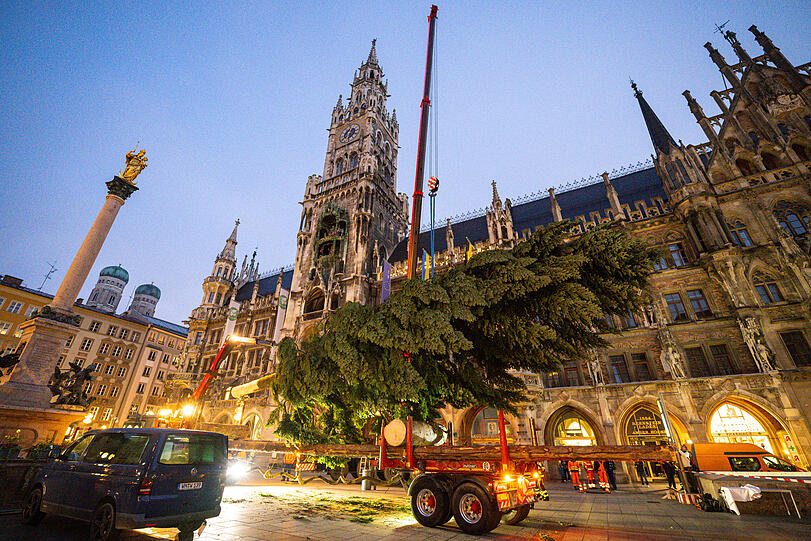 Feuerwehrleute stellen mit Hilfe eines Krans den Weihnachtsbaum auf dem Marienplatz auf.