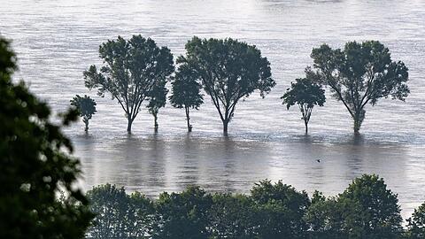 Bäume stehen im Hochwasser der Donau. In einigen Hochwassergebieten in Süddeutschland entschärft sich die Lage, an der unteren Donau bleibt sie gespannt.