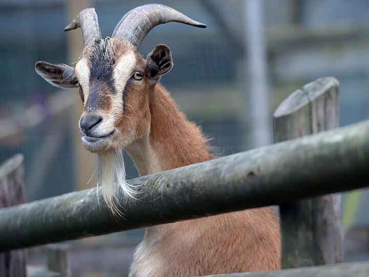 Ein Ziegenbock schaut über einen Zaun. Foto: Federico Gambarini/Archiv