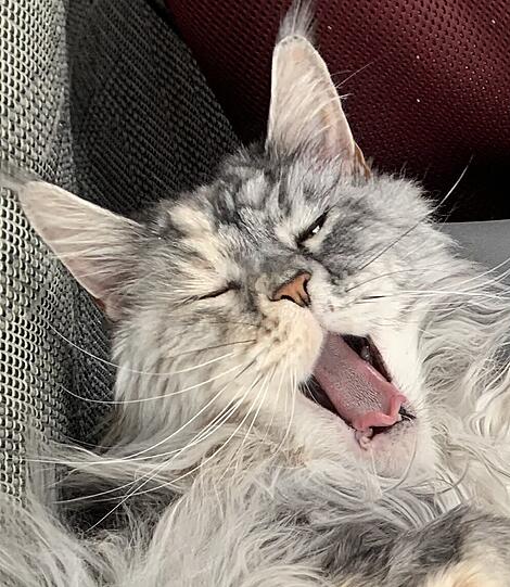 Suki