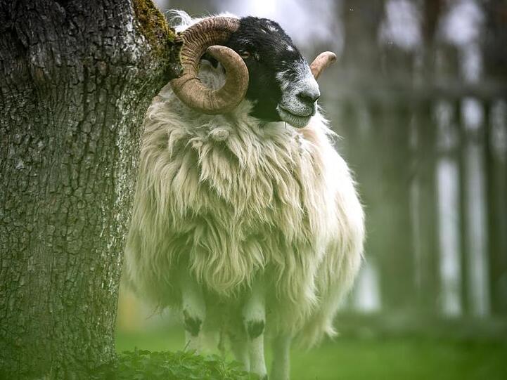 Ein Schafbock steht auf einer Wiese. Foto: Sina Schuldt/Archiv