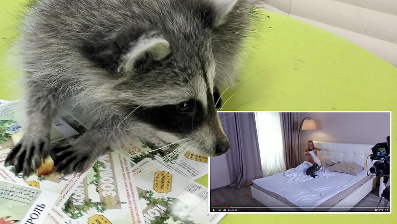 Hat die PR-Firma gegen Tierschutzrechte verstoßen? Waschbär Thomas bekommt wahrscheinlich am wenigsten von der Aufregung um sich mit. Hat die PR-Firma gegen Tierschutzrechte verstoßen? Waschbär Thomas bekommt wahrscheinlich am wenigsten von der Aufregung um sich mit.