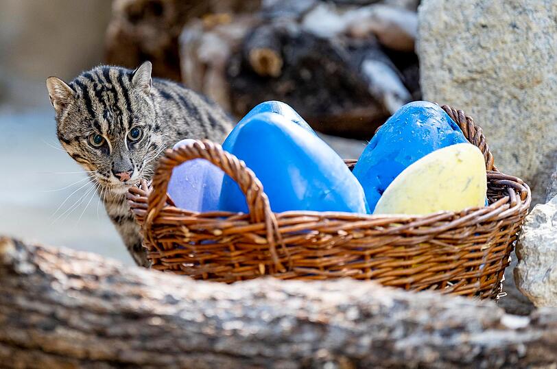 Die Fischkatze lebt vorwiegend in Feuchtgebieten Südasiens.