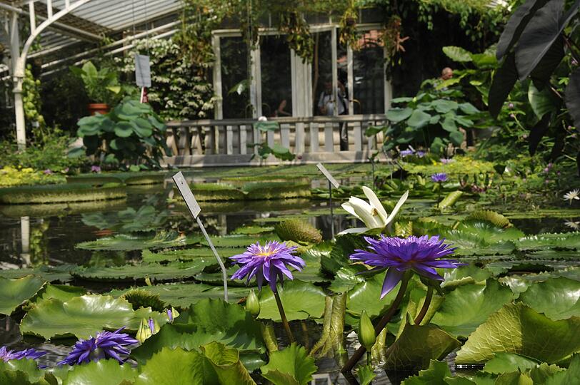 Der Botanische Garten hat neben wilden und heimischen Pflanzen auch musikalische Events im Programm. (Archivbild)