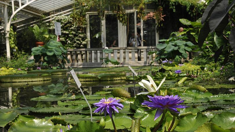 Der Botanische Garten hat neben wilden und heimischen Pflanzen auch musikalische Events im Programm. (Archivbild) Der Botanische Garten hat neben wilden und heimischen Pflanzen auch musikalische Events im Programm. (Archivbild)