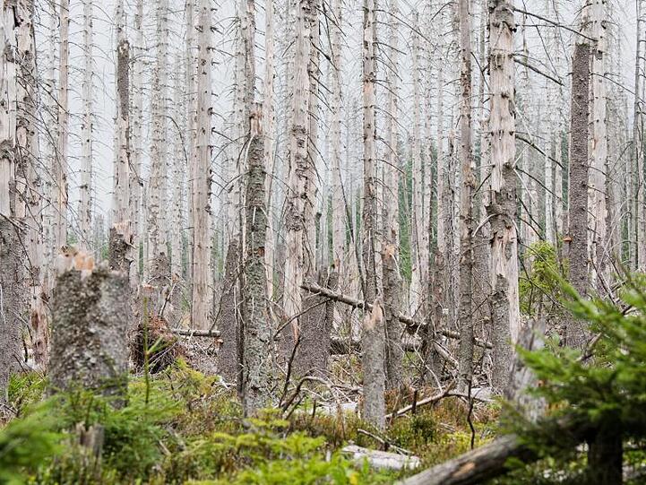Blick in einen von Borkenkäfern befallenen Nadelwald zwischen Torfhaus und Braunlage im Nationalpark Harz.