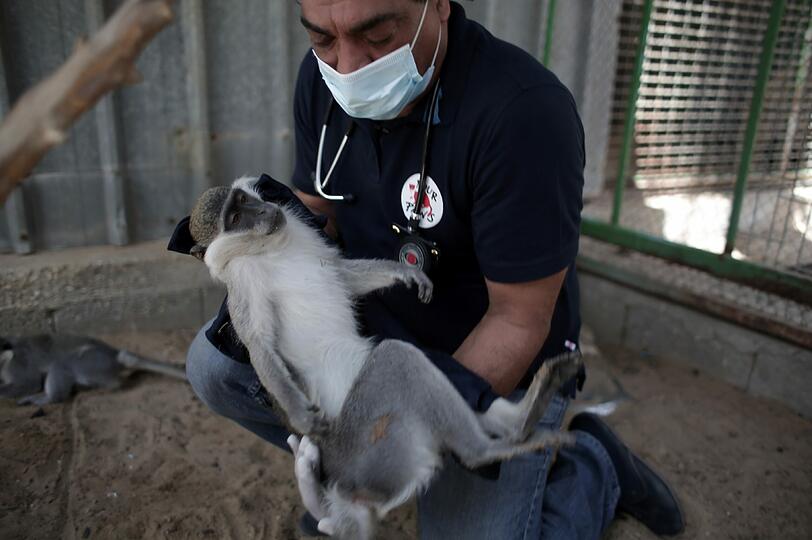 Tierarzt Amir Khalil, Projektleiter der Rettungsaktion, behandelt einen kranken Affen. Viele der Tiere sind in einem schlechten Zustand.