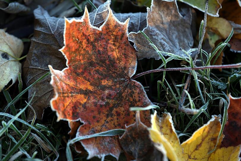 24. Oktober: Der erste Nachtfrost hat die Blätter regelrecht verzaubert.