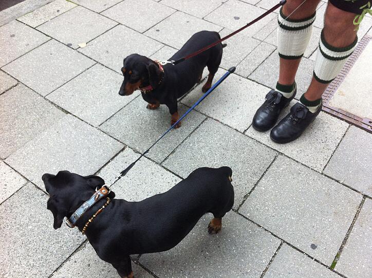 ... denn auch Kini (rechts) und Sisi sind wiesnhaft gekleidet, zu sehen an ihrem Hunde-Folklore-Halsband.