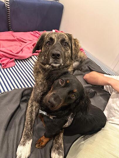 Hunde Suki (Mischlingsdame) und Watson (Dackelrüde)