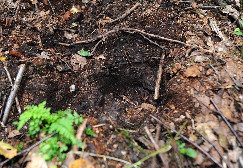 Um die Suchtrupps nicht zu enttäuschen, legte Yvonne immer wieder neue Fährten aus. Hier hat sie einen Hufabdruck im weichen Waldboden hinterlassen.