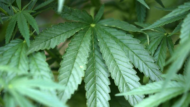 Eine Hanfpflanze. Aus ihr wird Cannabis gewonnen (Symbolbild).