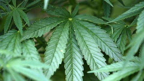 Delta-9-Tetrahydrocannabinol (THC) gehört zu den psychoaktiven (Phyto-)Cannabinoiden der Cannabispflanze. (Symbolbild)