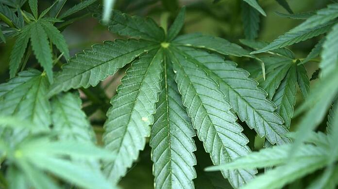 Delta-9-Tetrahydrocannabinol (THC) gehört zu den psychoaktiven (Phyto-)Cannabinoiden der Cannabispflanze. (Symbolbild)