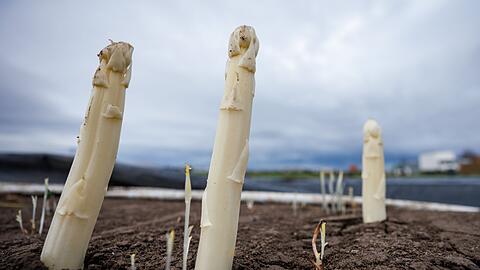 Die Anbaufläche für Spargel ist in Bayern zurückgegangen. (Archivbild)