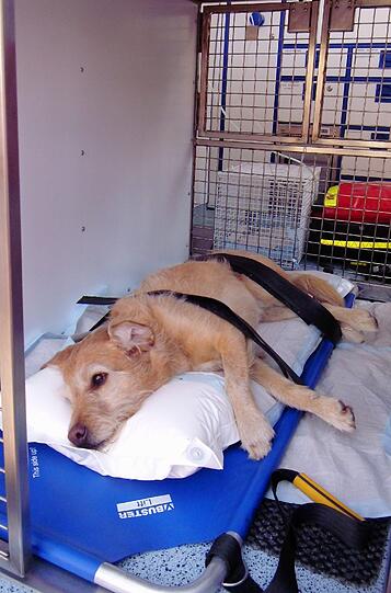 In der Tierklinik bestätigte sich der traurige Verdacht: Der Hund hat sich bei seinem Sturz schwere Verletzungen an der Halswirbelsäule zugezogen.