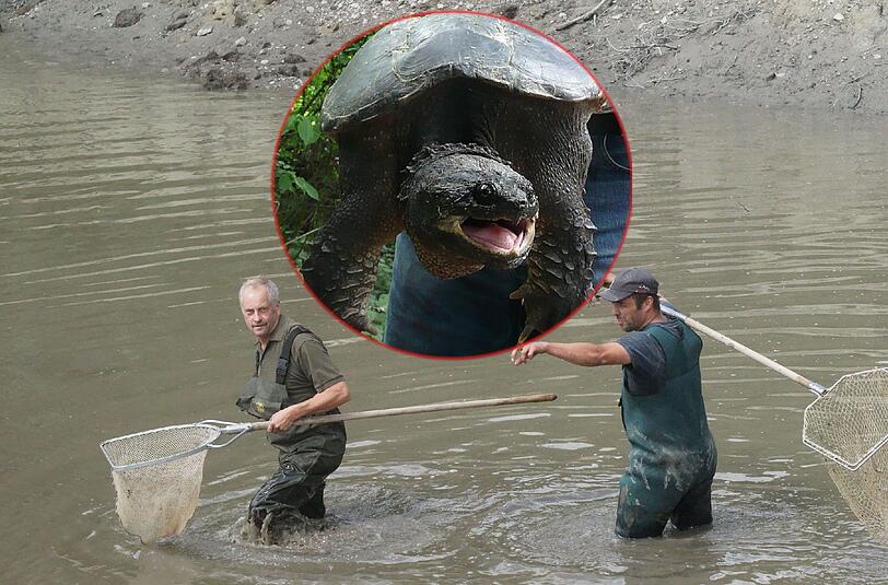 Eine Alligator-Schildkröte sorgt im bayerischen Allgäu für Aufregung. Sehen Sie weitere Bilder vom Oggenrieder Weiher in der Klickstrecke!