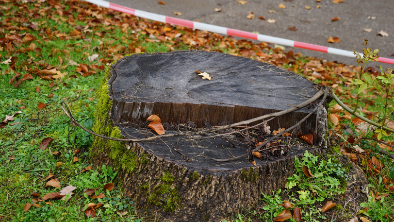 60 Bäume &ndash; wie dieser hier &ndash; sind schon gefällt worden, weil auf diesem Areal der Neubau des Klinikums Harlaching entstehen wird.