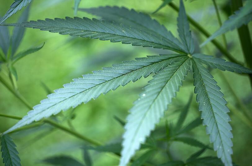 Eine Cannabispflanze.