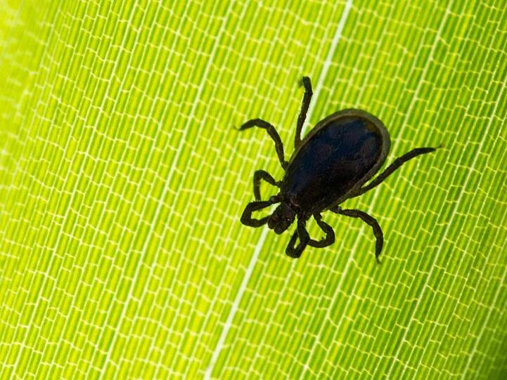 Eine Zecke ist auf einem Blatt in einem Garten zu sehen. Foto: Patrick Pleul/Archiv