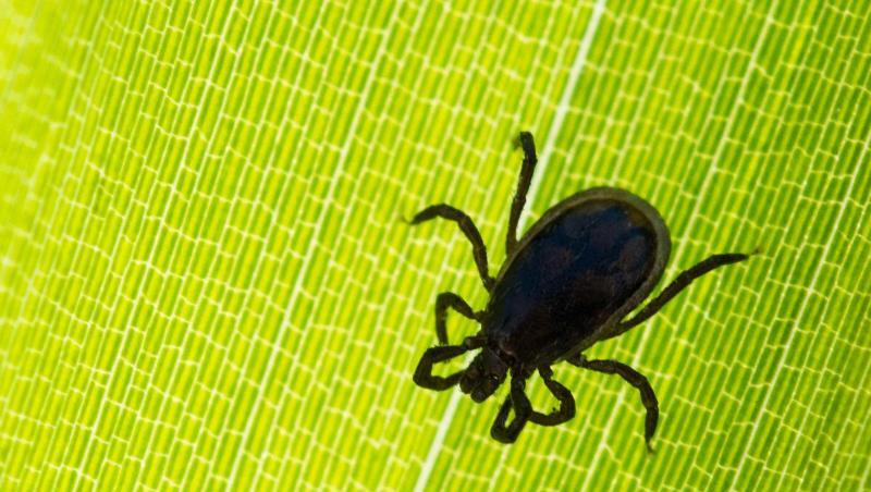 Eine Zecke ist auf einem Blatt in einem Garten zu sehen. Foto: Patrick Pleul/Archiv Eine Zecke ist auf einem Blatt in einem Garten zu sehen. Foto: Patrick Pleul/Archiv