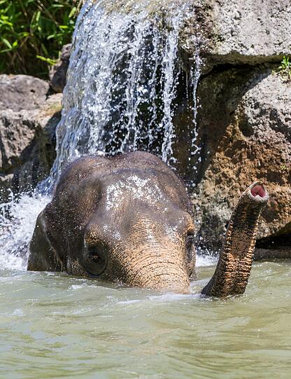 Juli 2015: Elefant Panang trotzt der Hitze unter dem Wasserfall.