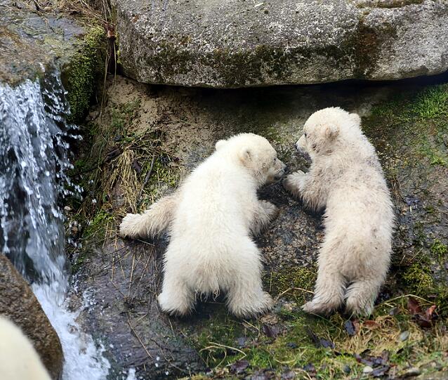 Die Eisbärenbabys begeistern die Besucher vom Tierpark Hellabrunn.