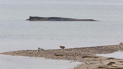 Auch am Morgen lag der Wal auf der Sandbank vor Niendorf.