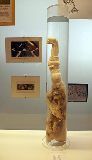 Kunst, die nicht jeden Geschmack trifft Penis einer Giraffe im Phallus-Museum in Reykjavik.